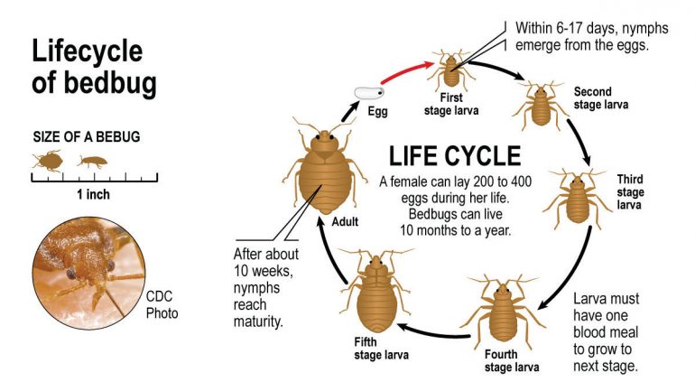 http://www.praticamenteinviaggio.it/wp-content/uploads/2016/04/sfl-bedbugs-life-cycle-770x433.jpg